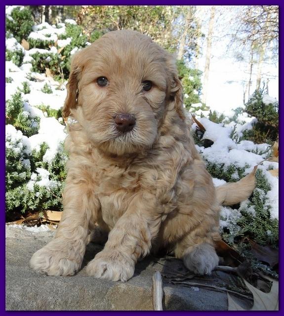 Dancer Ripley puppies 5 weeks old 033