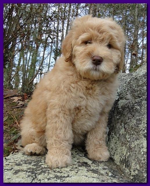 Dancer Ripley puppies 8 weeks old gr and purp 005