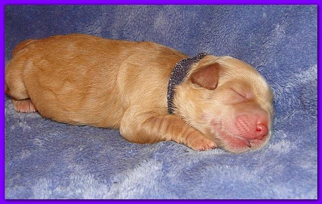 Dancer Ripley pups 4 days old 033
