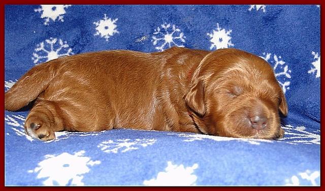 Dancer Ripley puppies 1 week old 002