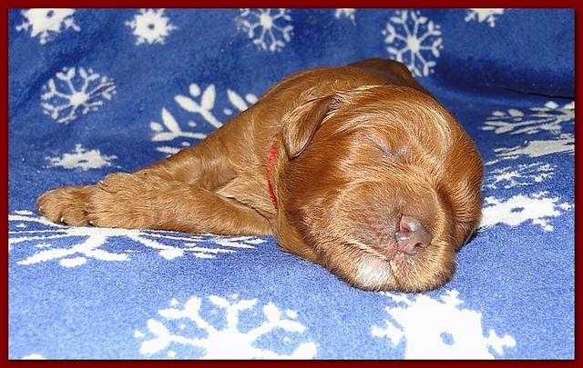 Dancer Ripley puppies 1 week old 007