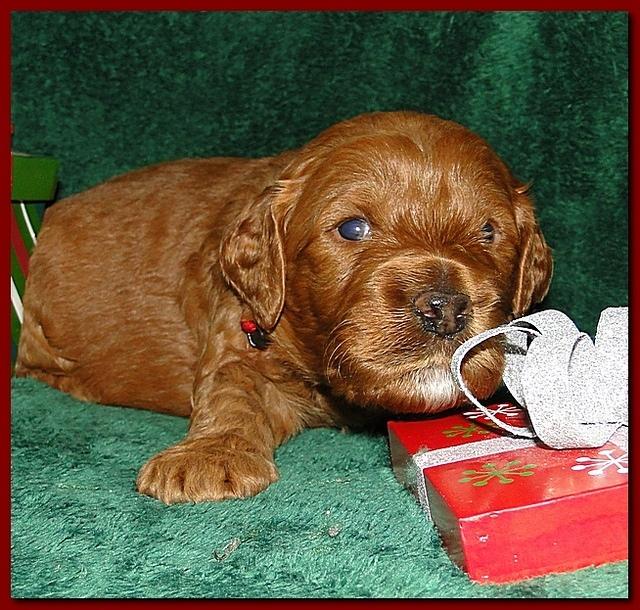 Dancer Ripley puppies 3 weeks old 065