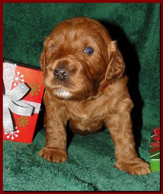 Dancer Ripley puppies 3 weeks old 067