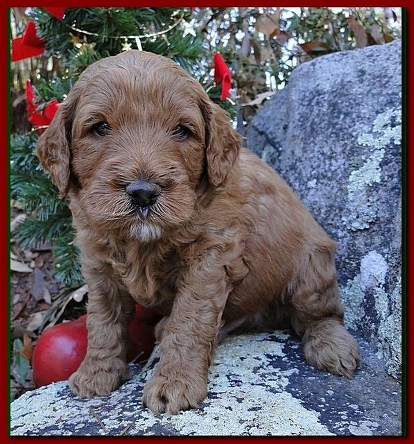 Dancer Ripley puppies 4 weeks old 017