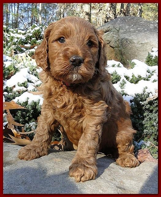 Dancer Ripley puppies 5 weeks old 006