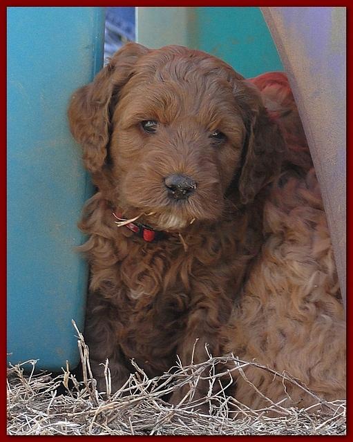 Dancer Ripley puppies 6 weeks old 007