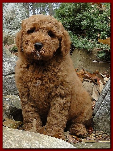 Dancer Ripley puppies 8 weeks old red and blue 010