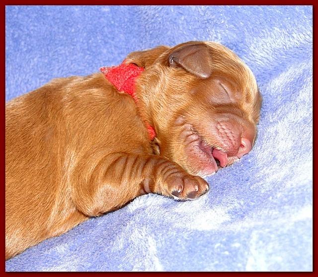 Dancer Ripley pups 4 days old 009