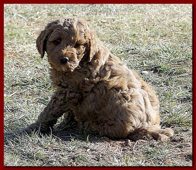 outside 8-9 weeks old play time 005