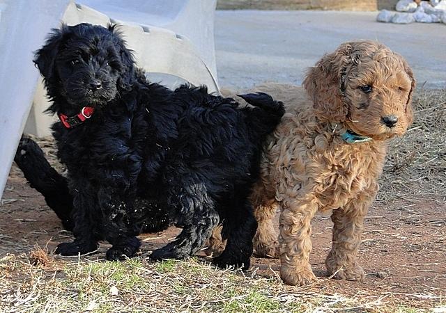 Dancer Bailey puppies 6 weeks old playtime 006