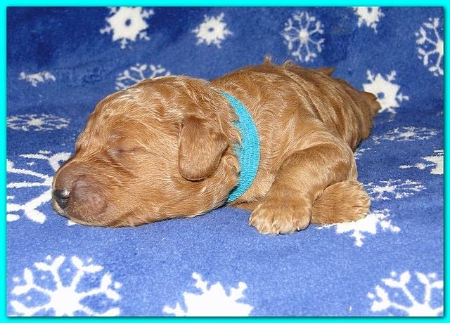 Dancer Ripley puppies 1 week old 040