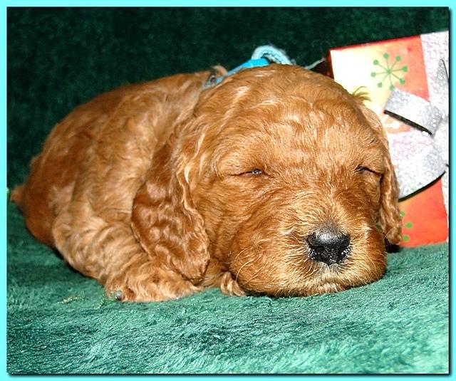 Dancer Ripley puppies 3 weeks old 114