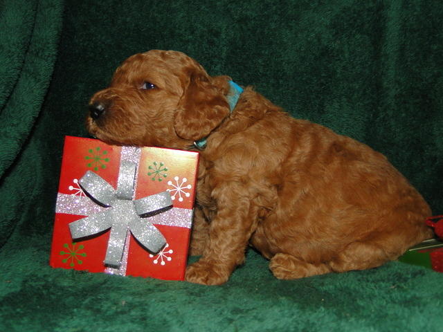 Dancer Ripley puppies 3 weeks old 121