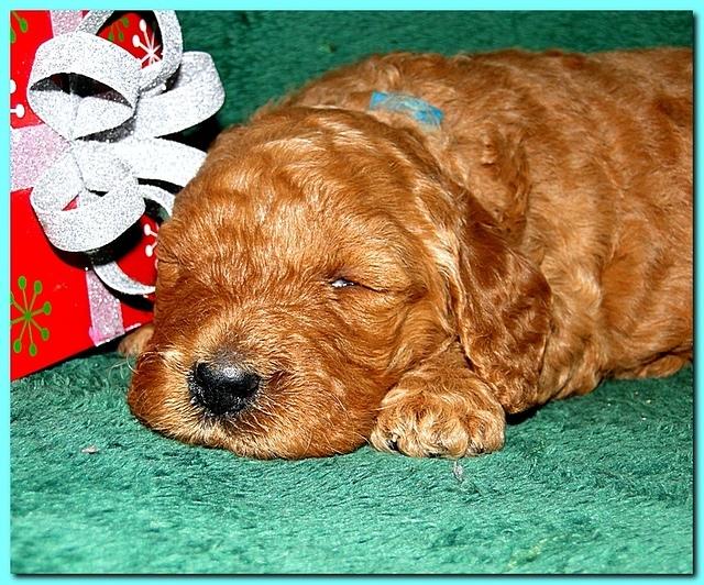 Dancer Ripley puppies 3 weeks old 124