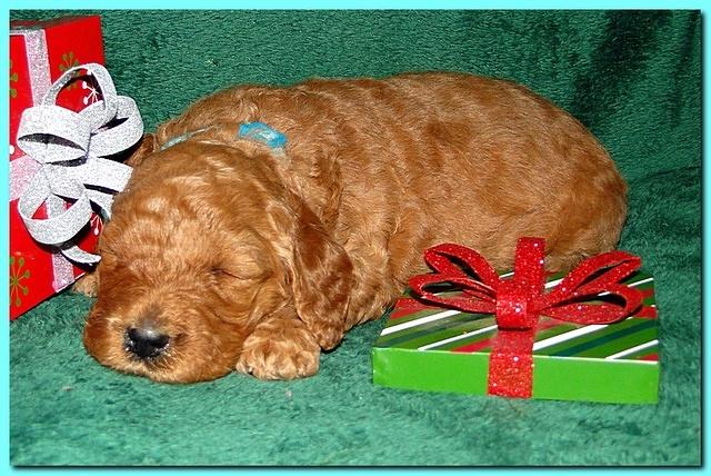 Dancer Ripley puppies 3 weeks old 125