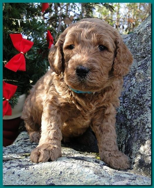 Dancer Ripley puppies 4 weeks old 069