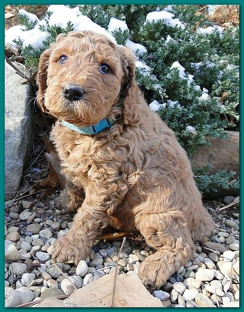 Dancer Ripley puppies 5 weeks old 037