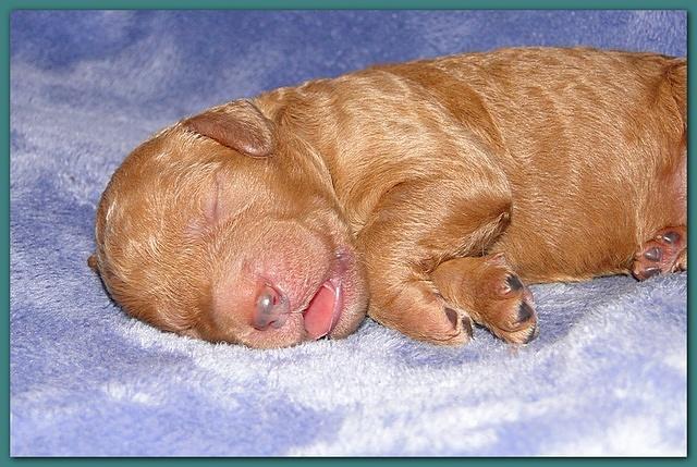 Dancer Ripley pups 4 days old 039