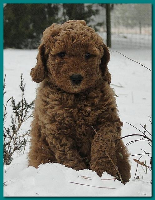 Minnie Mason puppies 8 weeks old 001