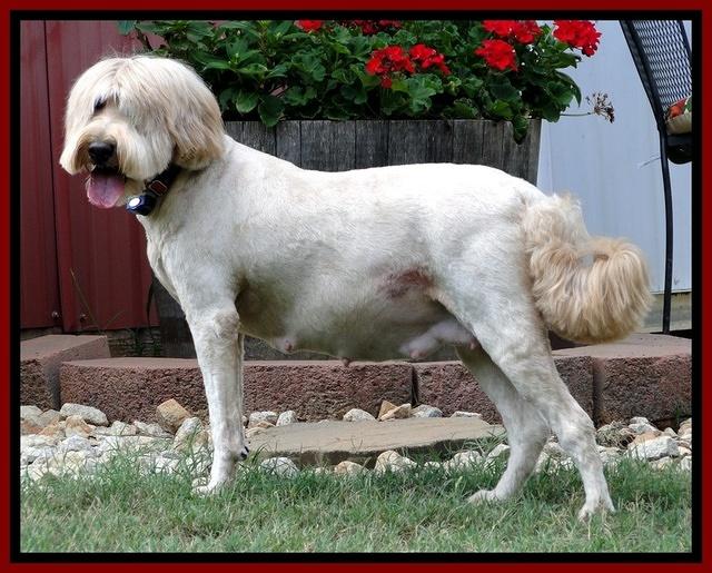 Dancer preg 5 day 52