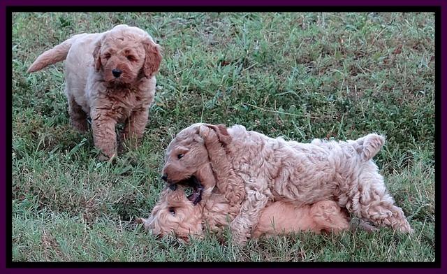 DT pups 6.5 wks old playing 1