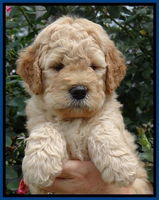 DT  pups 5 wks old 79