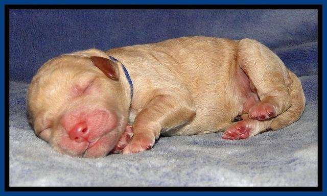 DT pups 1 day old 2
