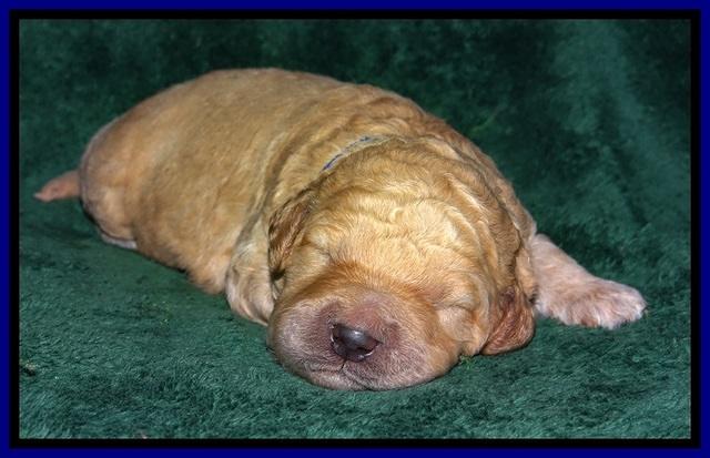 DT pups 1 wk old 2