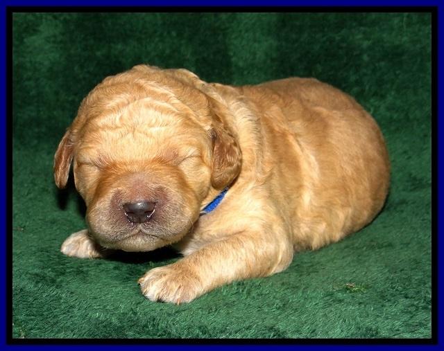 DT pups 1 wk old 3