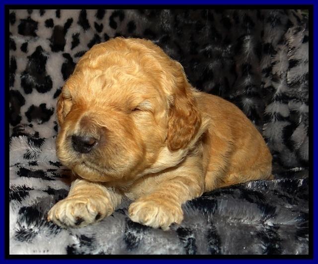 DT pups 2 wks old 2