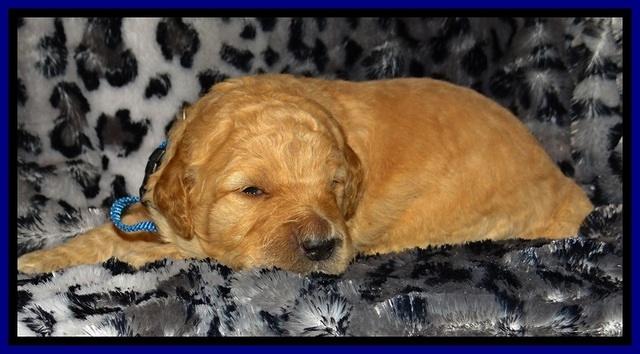 DT pups 2 wks old 3