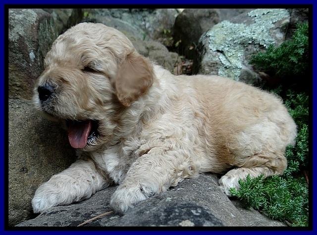 DT pups 3 wks old 3
