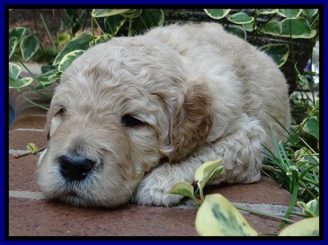 DT pups 3 wks old 4