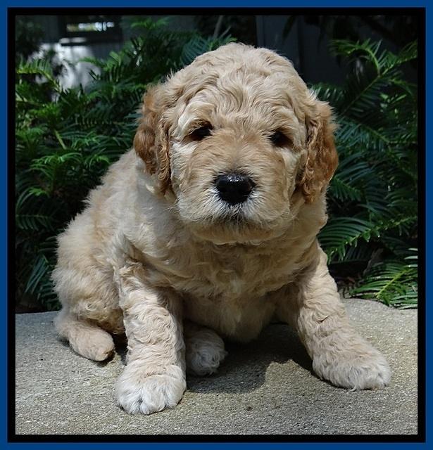 DT pups 4 wks old 1