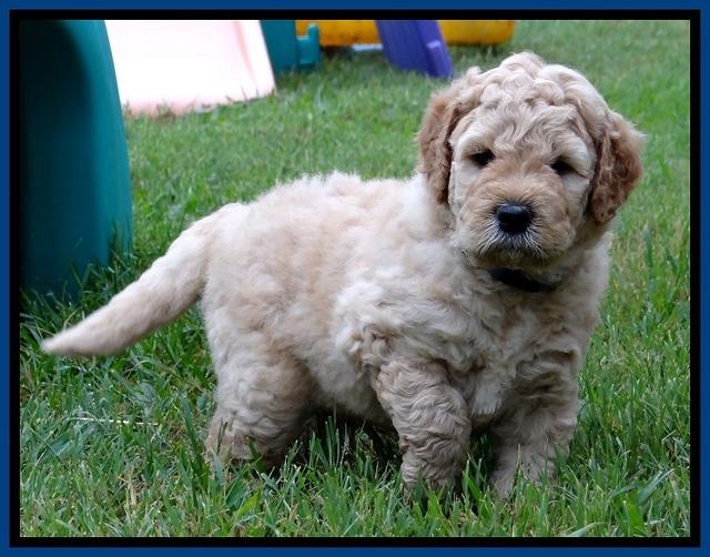 DT pups 4.5 wks old 16