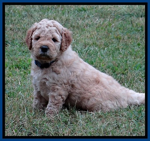 DT pups 4.5 wks old 18
