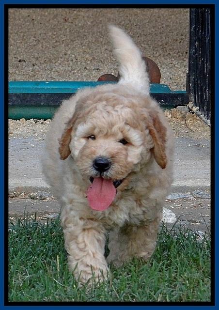 DT pups 6 wks old 3