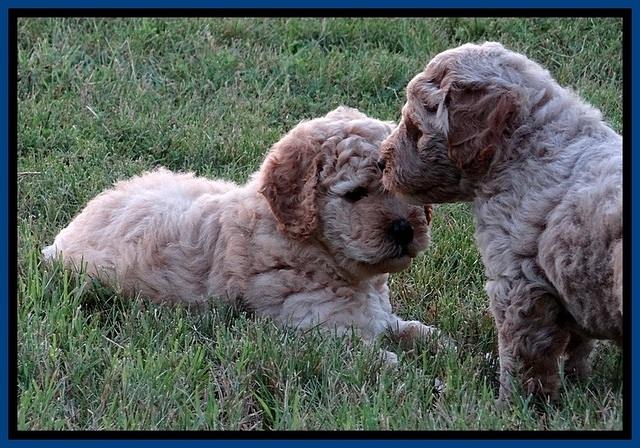DT pups 6 wks old 4