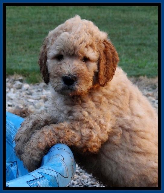 DT pups 7 wks old 2