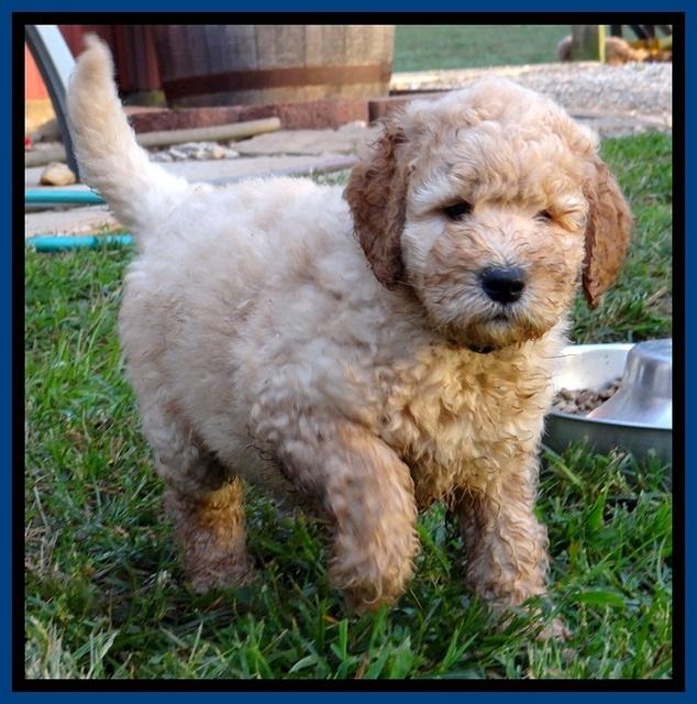 DT pups 7 wks old 3