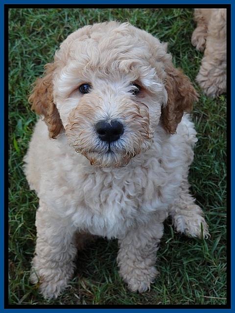 DT pups 7.5 wks old 11