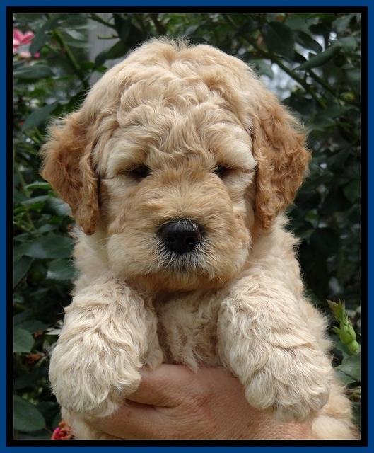 Dt pups 5 wks old 80