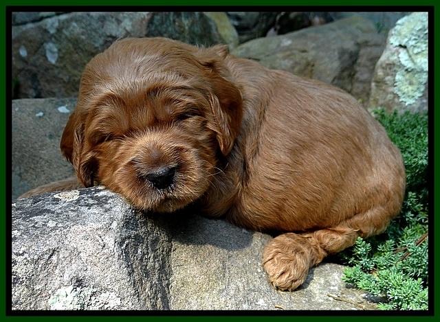 DT pups 3 wks old 16