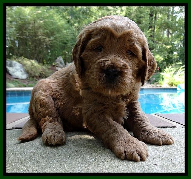 DT pups 4 wks old 10