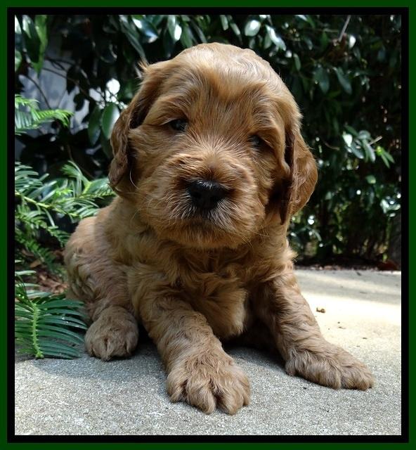 DT pups 4 wks old 11