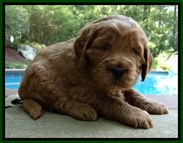 DT pups 4 wks old 12