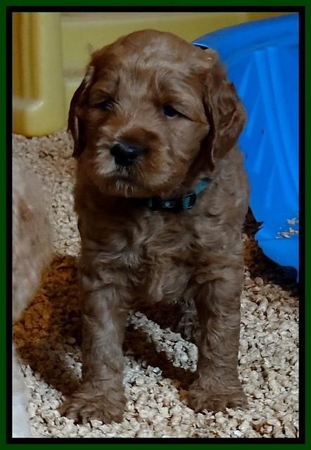 DT pups 4.5 wks old 12