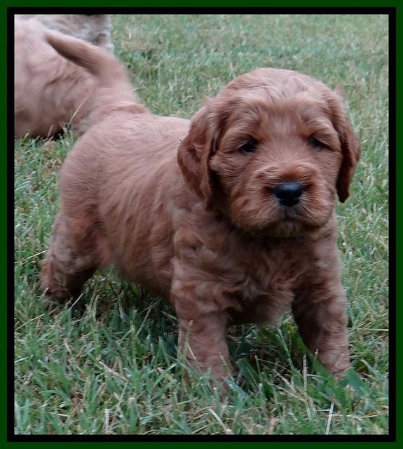 DT pups 4.5 wks old 19