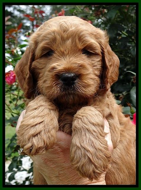 DT pups 5 wks old 83