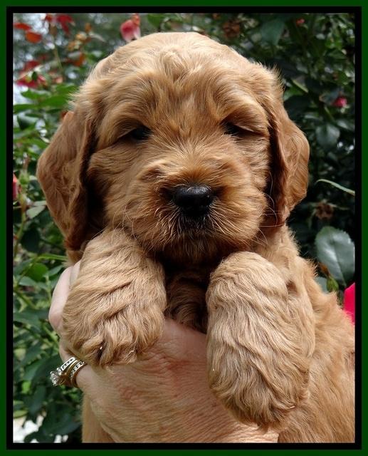 DT pups 5 wks old 85